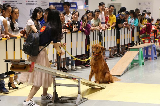 2020广西宠物博览会将于11月6日举办 展位即将售罄(www.253378.com)